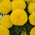 Marigold Little Duck® Yellow