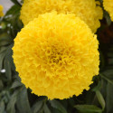 Marigold Little Duck® Yellow