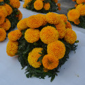 Marigold Little Duck® Orange