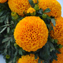 Marigold Little Duck® Orange