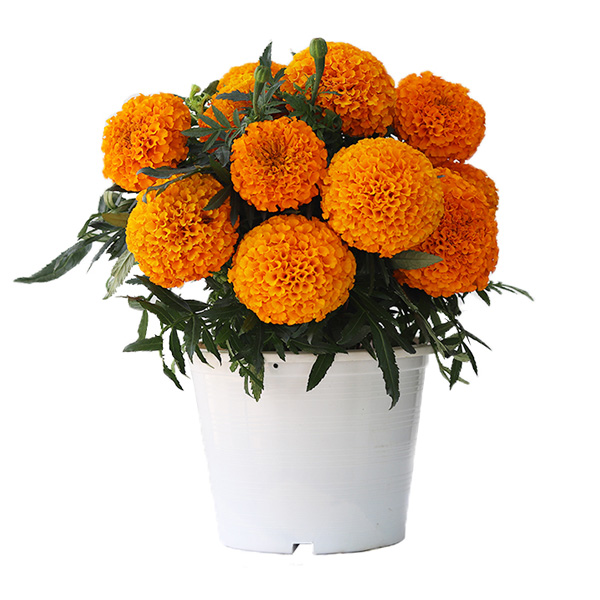 Marigold Little Duck® Orange