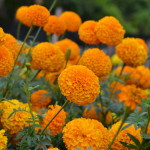 Marigold Mayan...