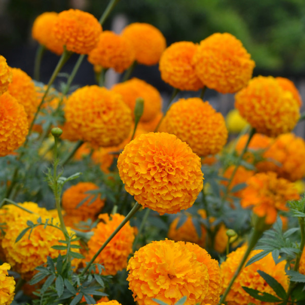 Marigold Mayan