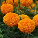 Marigold Mayan