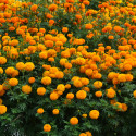 Marigold Mayan