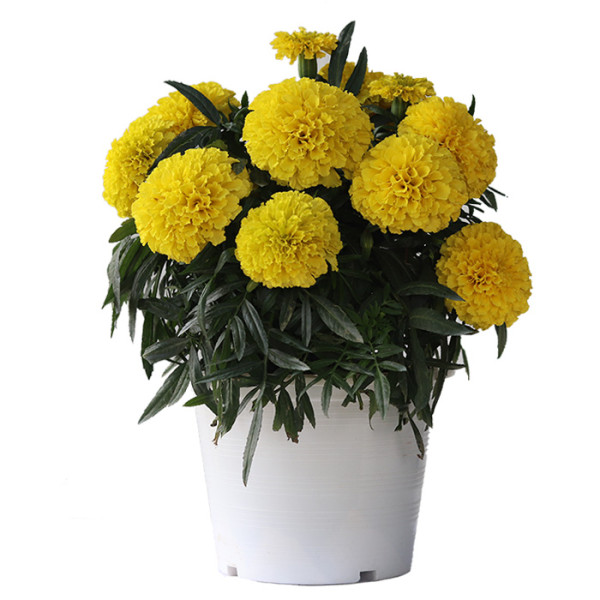 Marigold Little Duck® Yellow