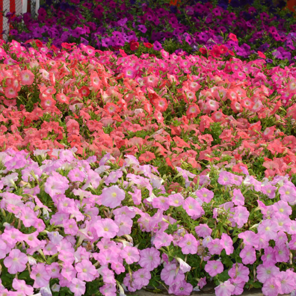 Petunia Hotunia® Radiance Mix