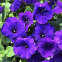 Petunia Hotunia® Radiance Blue