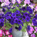 Petunia Hotunia® Radiance Blue