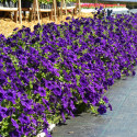 Petunia Hotunia® Radiance Blue