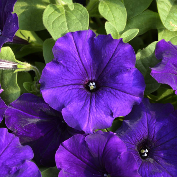 Petunia Hotunia® Radiance Blue