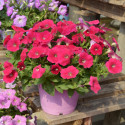 Petunia Hotunia® Radiance Neon Rose