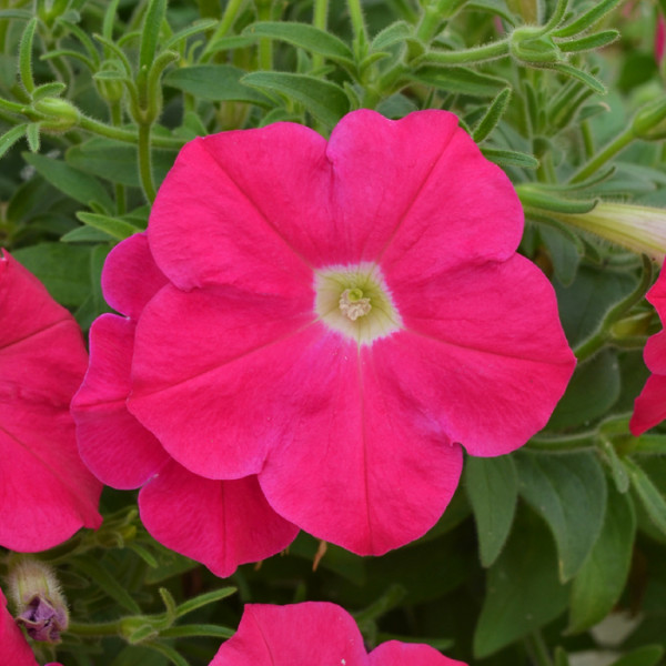 Petunia Hotunia® Radiance Neon Rose