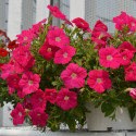 Petunia Hotunia® Radiance Neon Rose