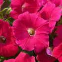 Petunia Hotunia® Radiance Neon Rose