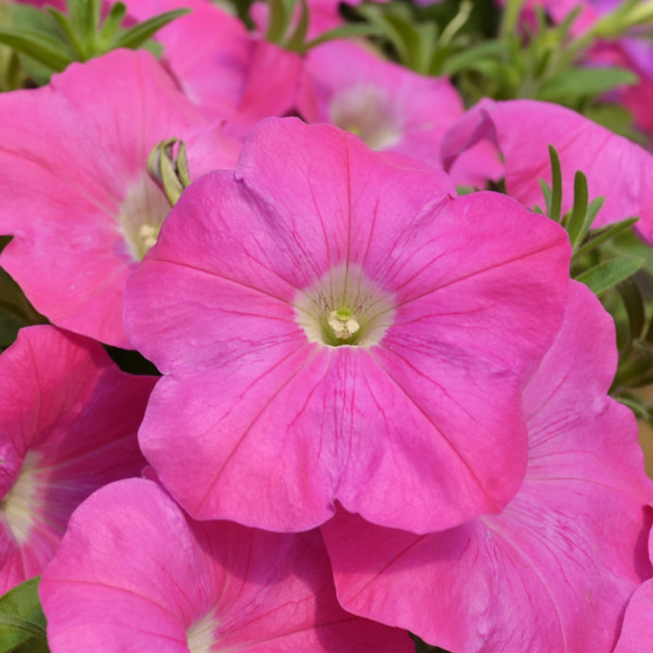 Petunia Hotunia® Radiance Pink