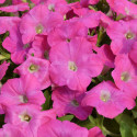 Petunia Hotunia® Radiance Pink