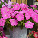 Petunia Hotunia® Radiance Pink