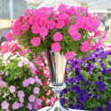 Petunia Hotunia® Radiance Pink