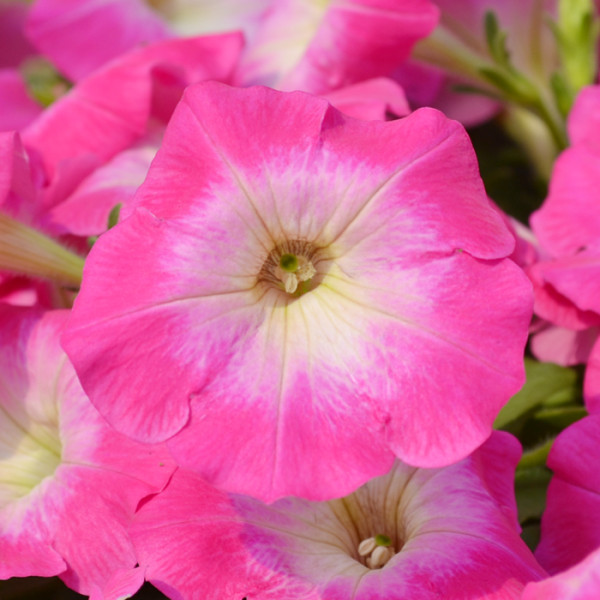 Petunia Hotunia® Radiance Pink Morn