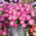 Petunia Hotunia® Radiance Pink Morn