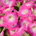 Petunia Hotunia® Radiance Pink Morn