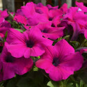 Petunia Hotunia® Radiance Purple