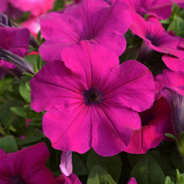 Petunia Hotunia® Radiance Purple