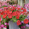 Petunia Hotunia® Radiance Red