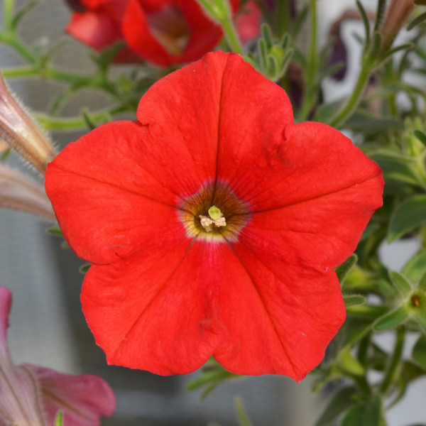 Petunia Hotunia® Radiance Red