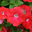 Petunia Hotunia® Radiance Red