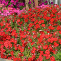 Petunia Hotunia® Radiance Red