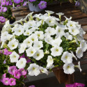 Petunia Hotunia® Radiance White