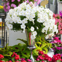 Petunia Hotunia® Radiance White