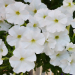 Petunia Hotunia® Rad...
