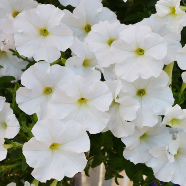 Petunia Hotunia® Radiance White