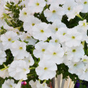 Petunia Hotunia® Radiance White