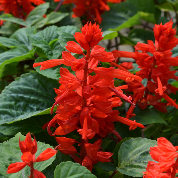 Salvia Solar Red