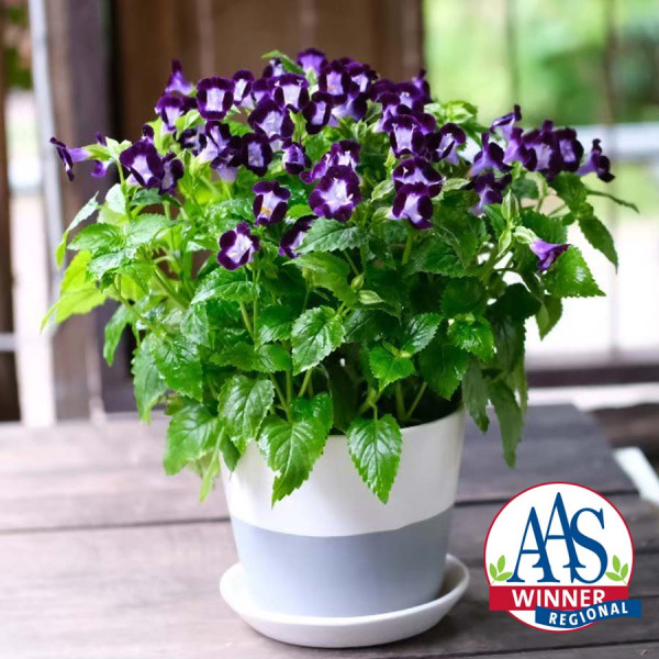 Torenia Vertigo Deep Blue