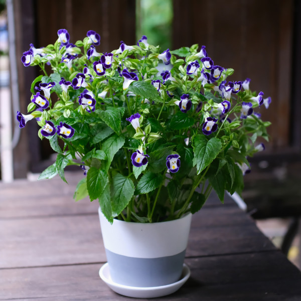 Torenia Vertigo Blue & White