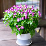 Torenia Vertigo Mage...