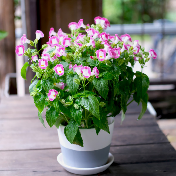 Torenia Vertigo Rose