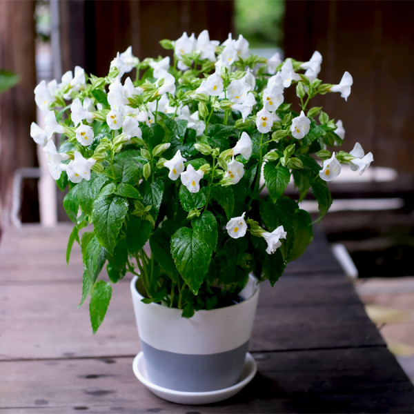 Torenia Vertigo White