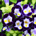 Torenia Vertigo Deep Blue