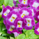 Torenia Vertigo Magenta