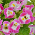 Torenia Vertigo Rose