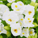 Torenia Vertigo White