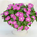 Vinca Mega Flow® Orchid With Eye