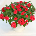 Vinca Mega Flow® Dark Red