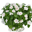 Vinca Mega Flow® Polka Dot